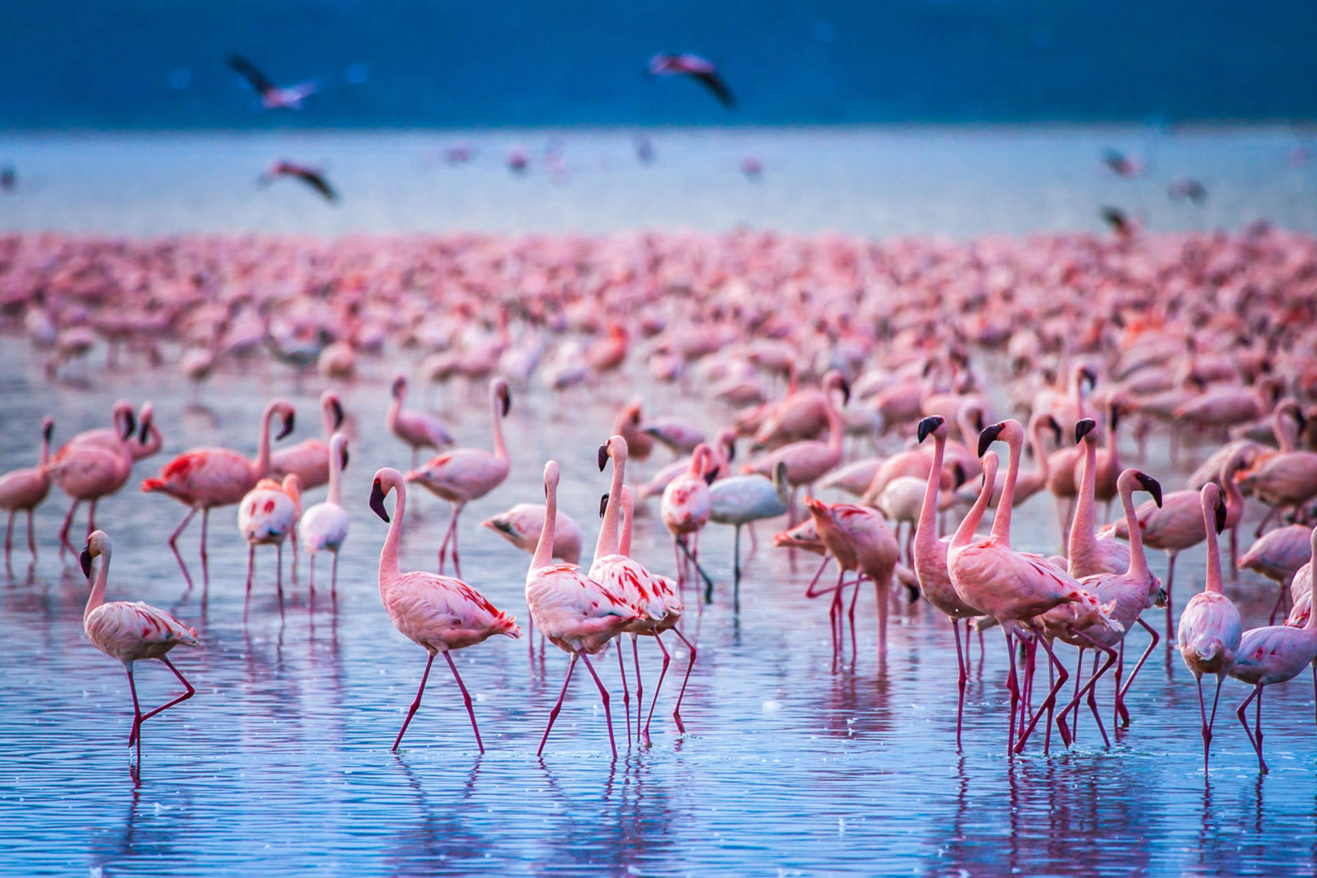 Lake Nakuru