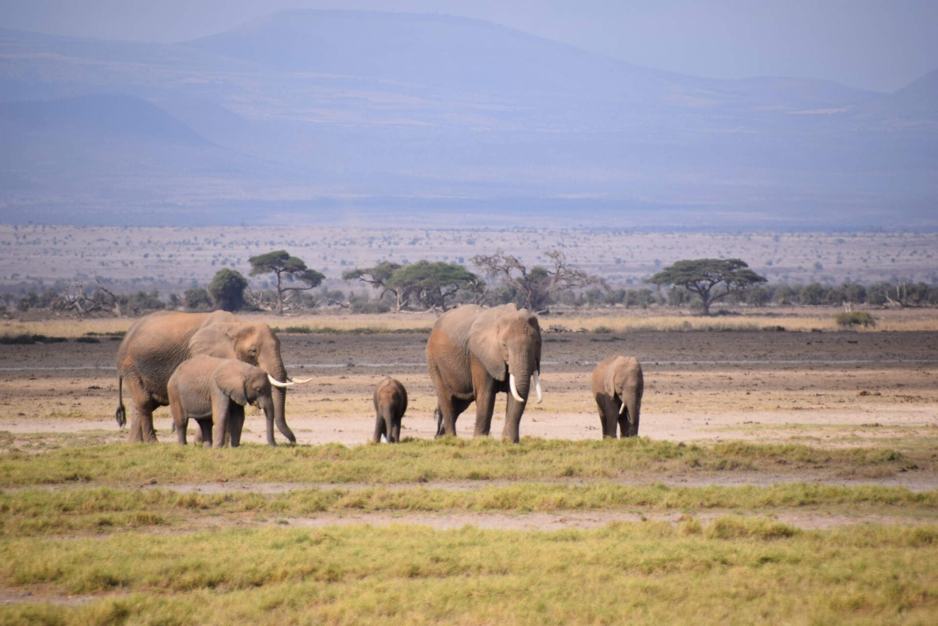 Afrika, Elefanten